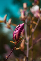 beautiful bloom of lilac magnolias in the park in the spring.
Shooting is done with a shallow depth of field.