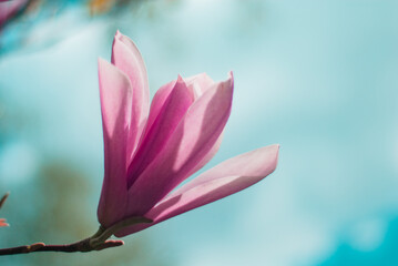 beautiful bloom of pink magnolias in the park in the spring.
Shooting is done with a shallow depth of field.