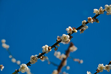 White plum blossoms in full bloom, attracting bees for nectar, blue sky.The unique winter forest in Dongshi Forest adds to the mountain scenery. Taichung, Taiwan. 21 Jan. 2021.