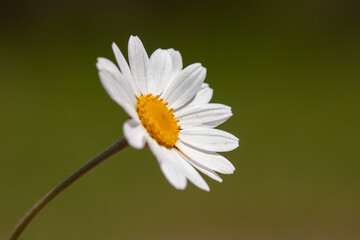 Close-up of common daisy, turkish name 