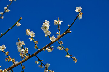 White plum blossoms in full bloom, attracting bees for nectar, blue sky.The unique winter forest in Dongshi Forest adds to the mountain scenery. Taichung, Taiwan. 21 Jan. 2021.