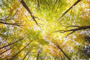 foliage inside an Italian forest at fall