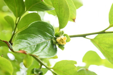 柿の花