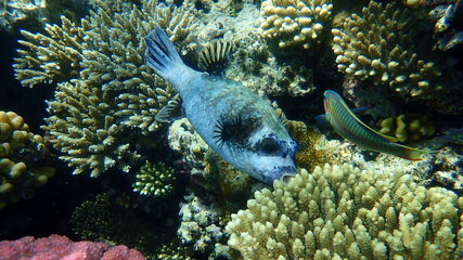 Masked puffer (Arothron diadematus) undersea, Red Sea, Egypt, Sharm El Sheikh, Nabq Bay
