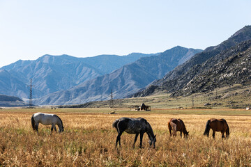 Horses in the pasture. Mountains on the horizon. Autumn landscape