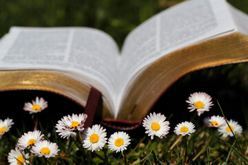 Open Bible in the grass with daisies in the foreground.