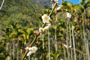 White plum blossoms in full bloom, attracting bees for nectar, blue sky.The unique winter forest in Dongshi Forest adds to the mountain scenery. Taichung, Taiwan. 21 Jan. 2021.