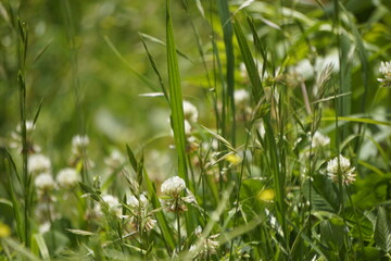 grass in spring