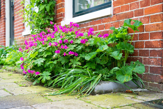 Close up of a green facade garden in the city on behalf of climate adaptation. Geveltuin for stimulating biodiversity. Geveltuin, groene gevel. Green facade.