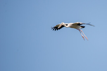 Fototapeta na wymiar Stork on a background of blue sky. Bird in flight. 