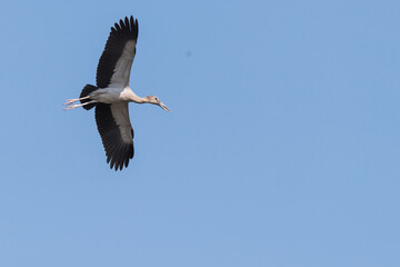 Stork on a background of blue sky. Bird in flight. 