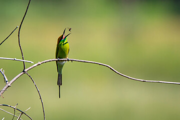 
Green birds eat insects