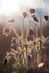 Beautiful bloom of spring Pulsatilla patens on a slope
