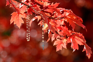 Rosary cross hanging on a tree branch with red leaves. Autum.