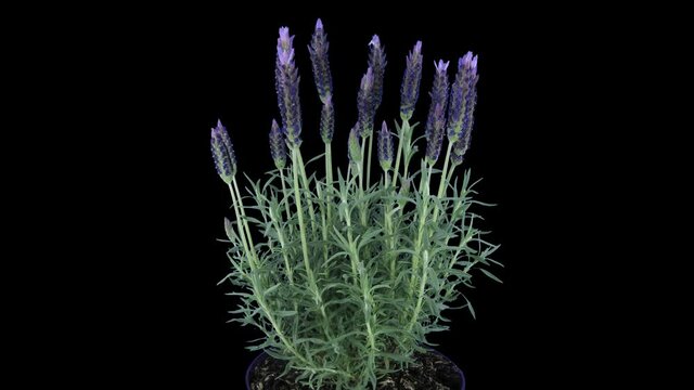 Time-lapse of growing lavender (Lavandula) tree 5x5 in 4K PNG+ format with ALPHA transparency channel isolated on black background
