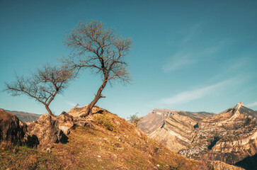 Naklejka premium A couple of dry trees nearby on the cliff.