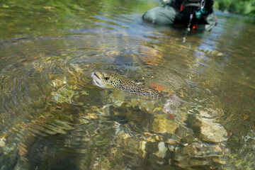 catch of a beautiful brown trout on the fly