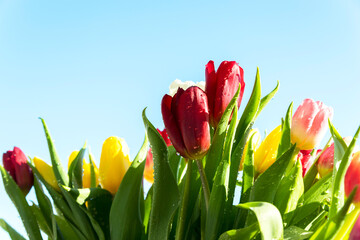 spring flowers. of red, yellow, wate and pink tulips with water drops on a blue sky background. Congratulation on international women's day, March 8, birthday, mother's Day. close up. soft focus.