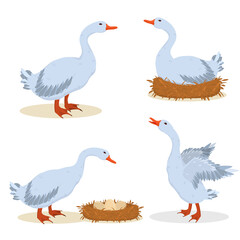 a set of vector illustrations of gray geese. Isolated on a white background
