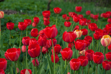 Obraz na płótnie Canvas red tulips in the flowerbed. field of red flowers 