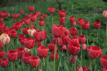 red tulips in the flowerbed. field of red flowers