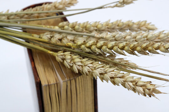 The Bible and ears of wheat as a symbol of spiritual and physical food. The Parable of the Sower. France.