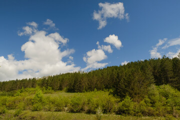 Forest landscape with blue sky and white clouds