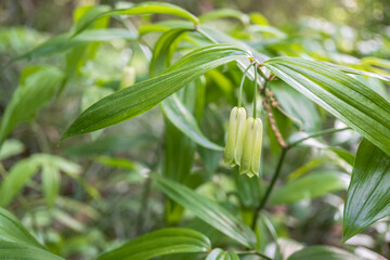 ホウチャクソウの花（Disporum sessile）／智光山公園（埼玉県狭山市）