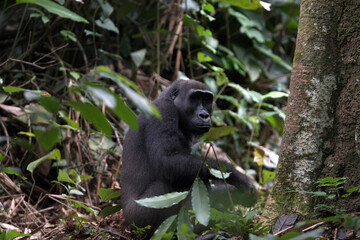 Western lowland gorilla.  Odzala-Kokoua National Park, Republic of the Congo.