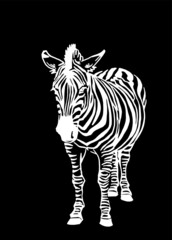 Vector zebra standing isolated on black ,illustration in graphical style,savanna animal	