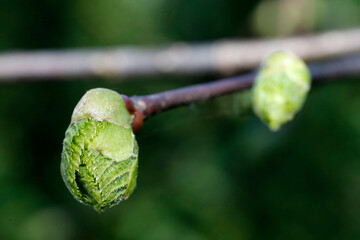  Bud on a tree.  Spring.  France.