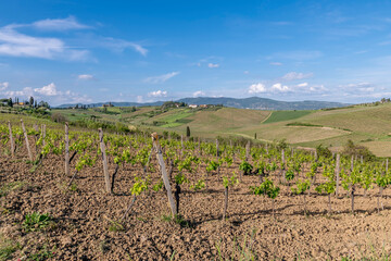 Fototapeta na wymiar Vineyards for the production of Chianti wine in the province of Florence, Italy, in the area of Cerreto Guidi and Vinci