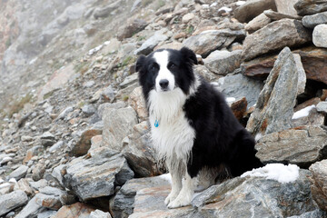 Border Collie. Herding dog.  France.