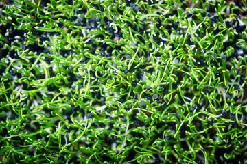 Closeup Of Young Leek seeds Sprouts. Microgreen. Healthy eating.