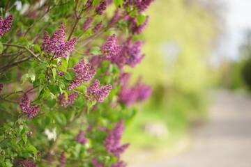 Lilac bush grow in spring street.