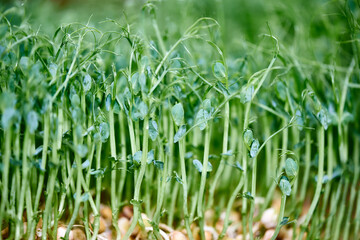 Closeup Of Young Pea seeds Sprouts