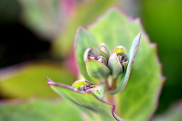 Rosa Knospen einer Fetthenne