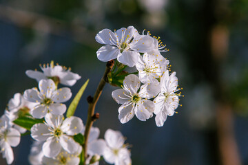 branch of blossoming cherry close-up, background is blurred