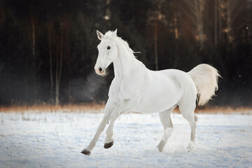Plakat White horse in the snow