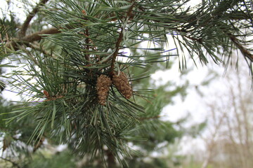 pine cones on a branch of a coniferous tree