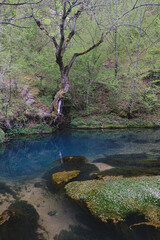 River spring in the forest. Vertical landscape