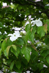 ヤマボウシの花