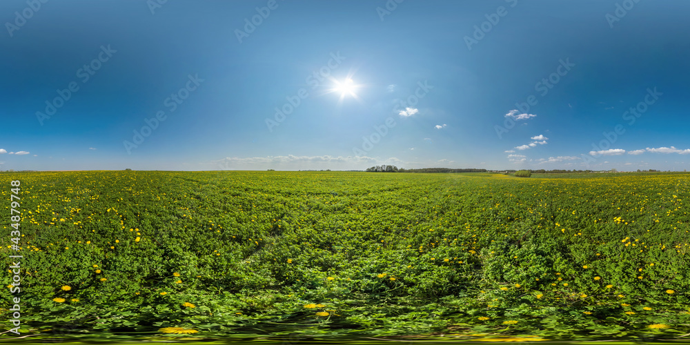Wall mural full seamless spherical hdri panorama 360 degrees angle view on among dandelion flower field in summ