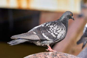 Pigeons sit on the granite parapet of the embankment