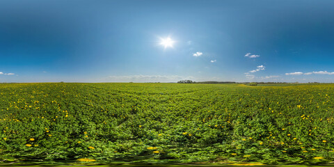 full seamless spherical hdri panorama 360 degrees angle view on among dandelion flower field in...