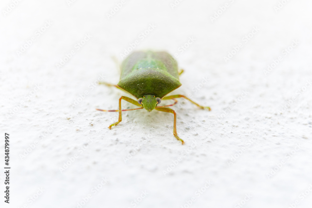 Wall mural the green bug on wall