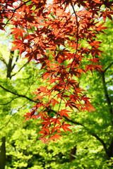 初夏の太陽とノムラカエデ