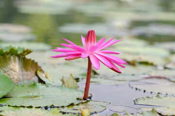 Vibrant Pink water lily