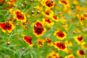 Vibrant Yellow and Red Flowers