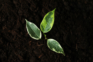 Sprout of plant with water drops in soil